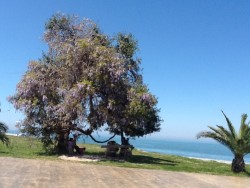 Batumi shore line