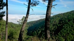 The forests in the surrounding hills of Lousa