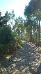 The forests of central Algarve