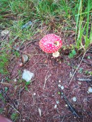 A red mushroom