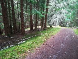 Forest track, The Great Glen Way, near Drumnadrochit