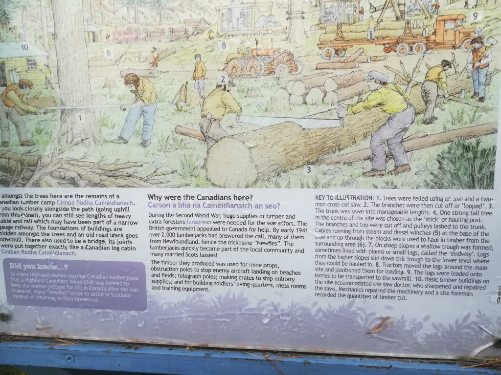 Information on Canadian lumberjacks who helped in World War Two