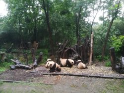 A group of Giant Pandas