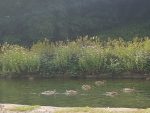 Cromford canal wildlife