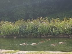 Cromford canal wildlife