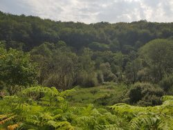The verdant hillside surrounding Cromford Canal
