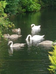 Swan Lake