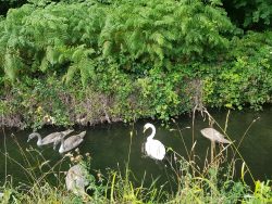 Swans & cygnets go for a paddle